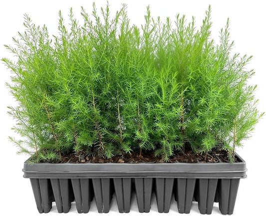 Southern Red Cedar | 20 Live Plants | Juniperus Virginiana Silicicola | Evergreen Privacy Trees | Native Landscape Plants