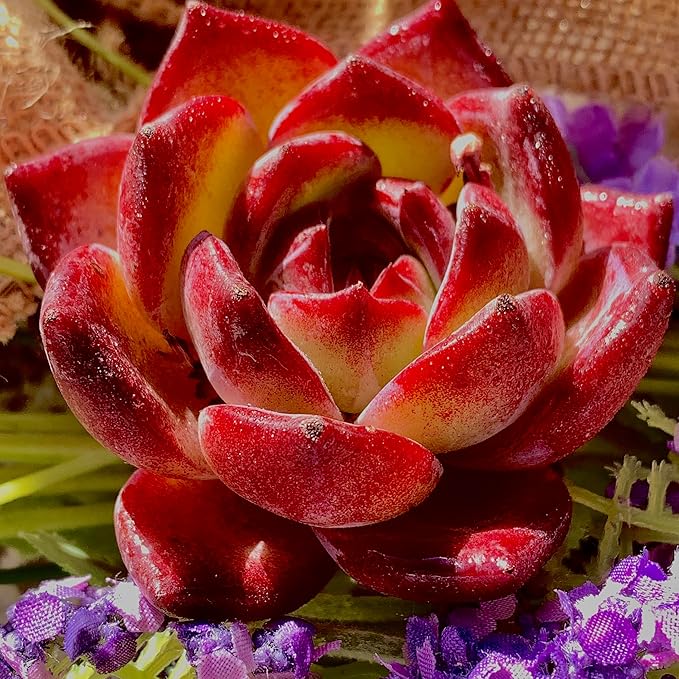Succulent Plants Live Echeveria Lovebird – Colorful Succulent, Easy Care Bare Root Live Plant for Indoor Outdoor Home, Garden & Gifts