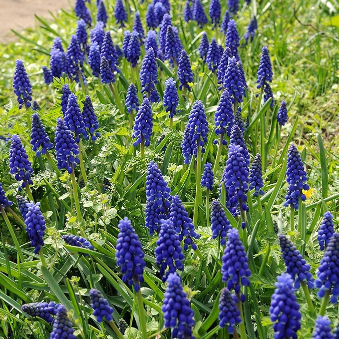 Easy to Grow Grape Hyacinth Muscari Armeniacum 30 Plant Bulbs - Blue Flowers in Spring, Sun Outdoor Zones 4-8