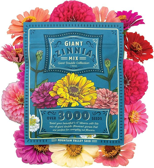 Zinnia Seeds for Planting Outdoors – 3,000 California Giant Mix Zinnia Seeds – 4 ft Tall Zinnia elegans Annuals – Bright Wildflower Blooms Attract Pollinators – Heirloom Garden Flower Seed Packet