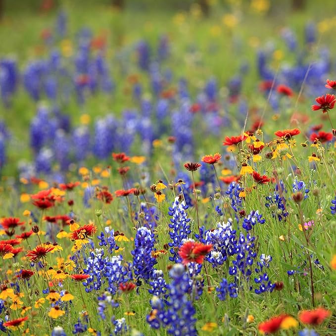 Created By Nature Georgia Wildflower Seed Mix, 18 Flower Varieties, 35,000 Seeds