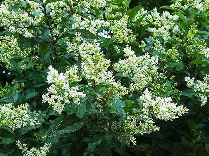 Curled Leaf Privet - Ligustrum Japonicum Recurvifolium - 40 Live Plants - Evergreen Flowering Privacy Hedge