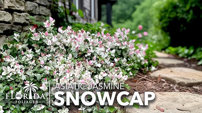 Asiatic Jasmine 'Snowcap' | 2 Large Gallon Size Plants | Trachelospermum Asiaticum Snowcap | Variegated Ground Cover Plants | Drought Tolerant Landscaping Vines