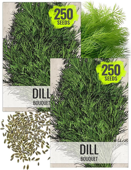 Seed Needs Dill Seeds for Planting Bouquet Herbs - Non-GMO Heirloom & Untreated Herb Seed to Plant a Home Grown Indoor / Outdoor Garden (2 Packs)
