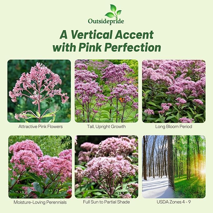 Outsidepride Joe Pyeweed Eupatorium Seeds - 10000 Pcs Easy to Grow, Non-Invasive Perennial Flower Seeds for Planting for Pollinator Gardens, Flood Plains, Swamps, Bogs, or Stream Banks