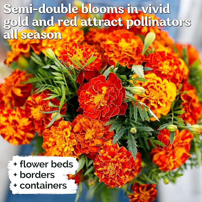KVITER 500 French Marigold Seeds, Sparky Mix (Tagetes patula) — Marigold Flowers, Heirloom, Non GMO & Organic, Vibrant Yellow & Orange Blooms — Flower Seeds to Plant Outside, Borders, Beds, Container