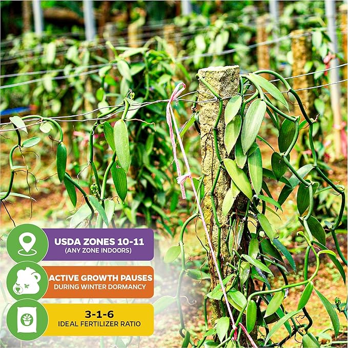 Vanilla Bean Orchid Live Plant (2-Pack) - Vanilla planifolia by Wellspring Gardens - Fragrant Vanilla Beans, Versatile Vine, Tropical Elegance, Aromatic Treasure - Vanilla Bean Starter Plant