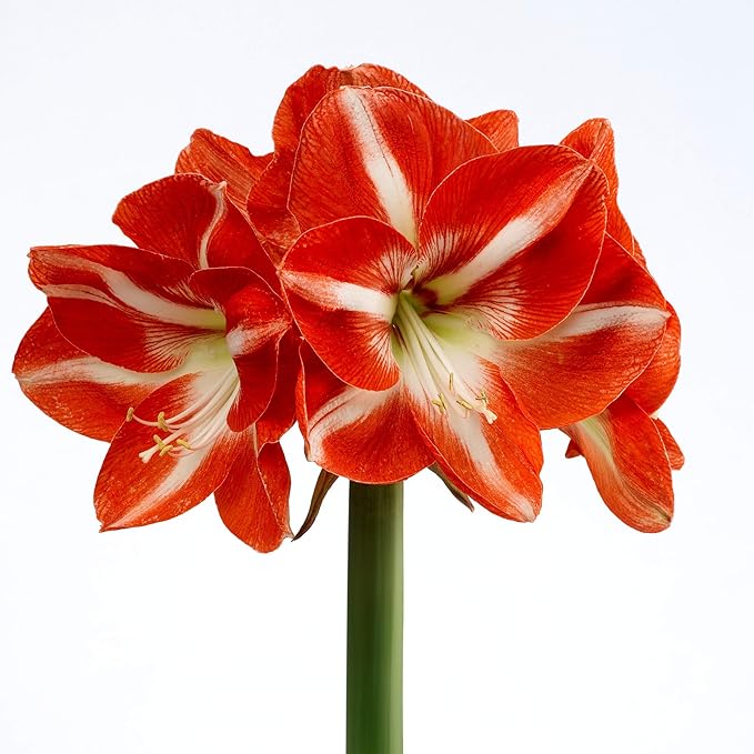 Easy to Grow Amaryllis 'Minerva' Pre-Planted Bulb Indoor Gift Kit in a Holiday Decor Square - Red & White Flowering Blooms in 4 to 8 Weeks