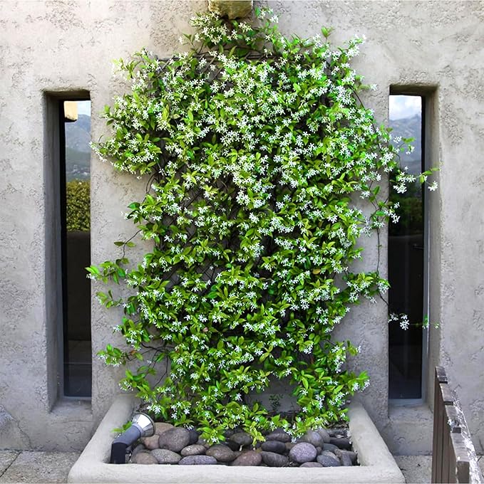Confederate Jasmine Plants | 1 Live 4 Inch Pot | Trachelospermum Jasminoides | Flowering Vine | Outdoor Garden