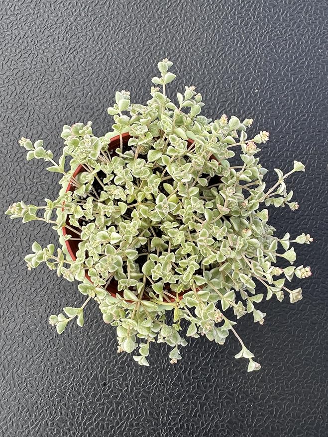 4" Sedum Little Missy Variegated with Green Stripe Pot, Live Trailing Succulent Rare House Plant for Home Office Wedding Hanging Decoration, DIY Projects, Party Favor