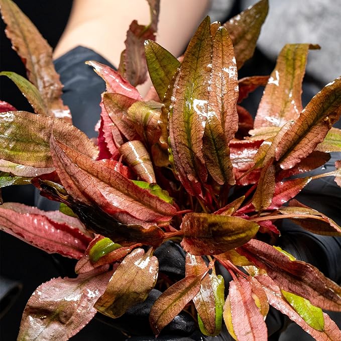 Ultum Nature Systems Cryptocoryne Wendtii Brown (Indonesian) Tissue Culture Live Plant for Aquarium, Freshwater Fish Tank, Aquascaping - 100% Snail Free in Vitro