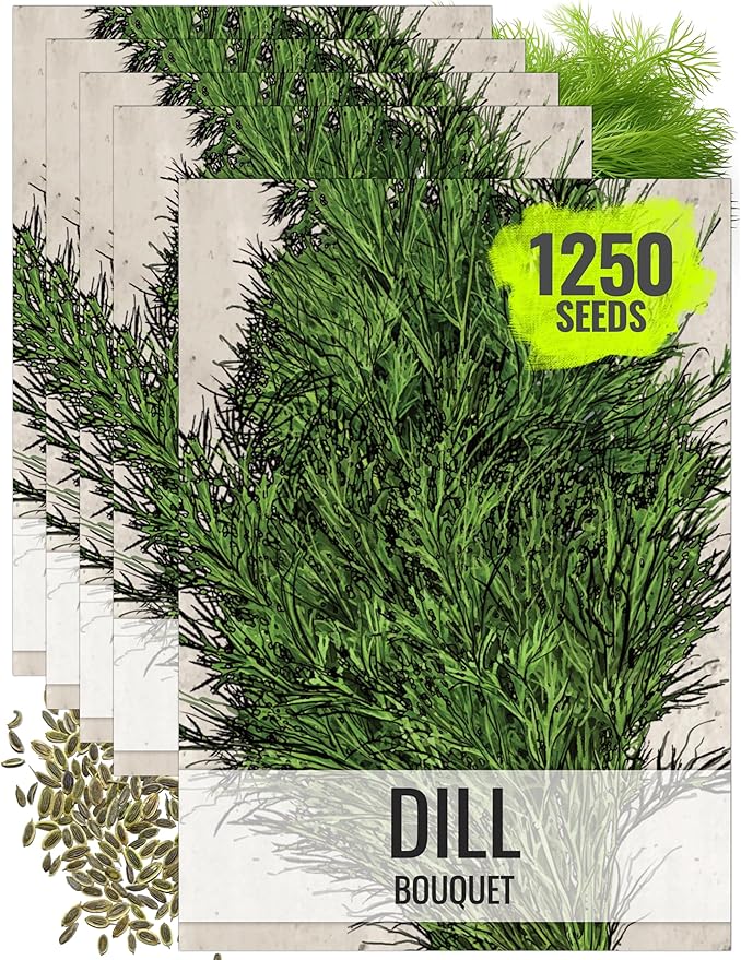 Seed Needs Dill Seeds for Planting Bouquet Herbs - Non-GMO Heirloom & Untreated Herb Seed to Plant a Home Grown Indoor / Outdoor Garden (5 Packs)
