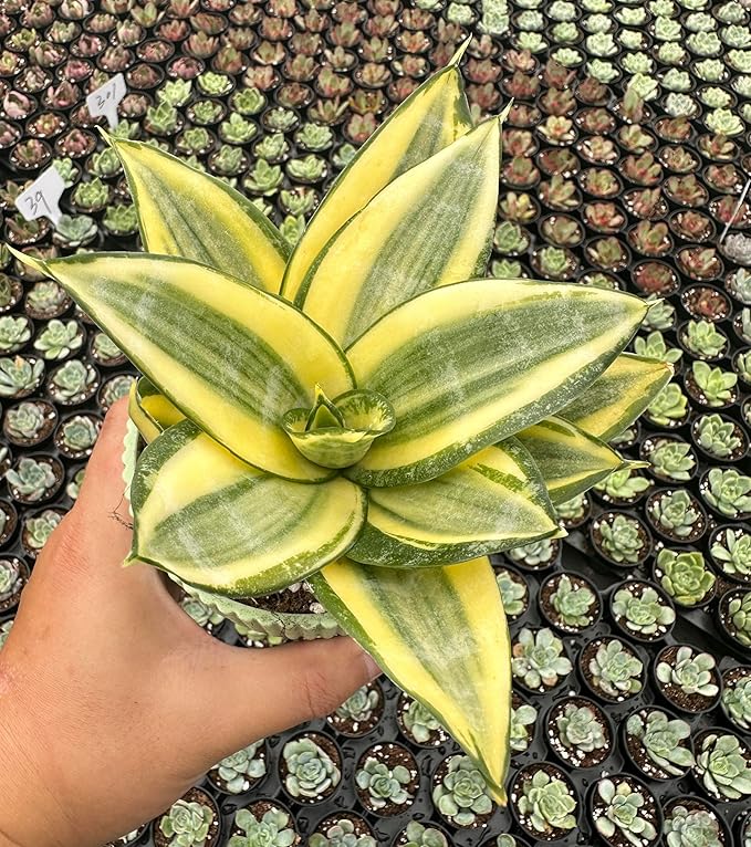 Sprout N Green Sansevieria 'Golden Hahnii' with Green Stripe Pot, Live Snake Plant Fully Rooted in 4" Planter with Soil, Home Office Indoor Outdoor Wedding Decoration DIY Projects Party Favor