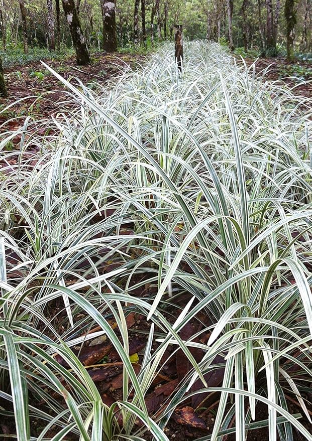 Aztec Grass - 10 Live Plants - Variegated Liriope - Ophiopogon Intermedius Argenteomarginatus
