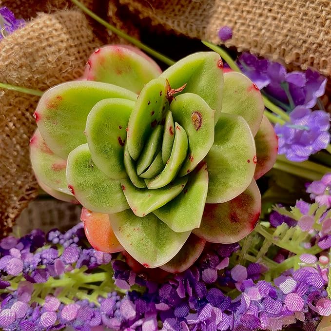 Echeveria Ice Rose Variegated Succulent Plants Live – Rare Colorful Succulent, Easy Care Bare Root Plant for Indoor Outdoor Planters