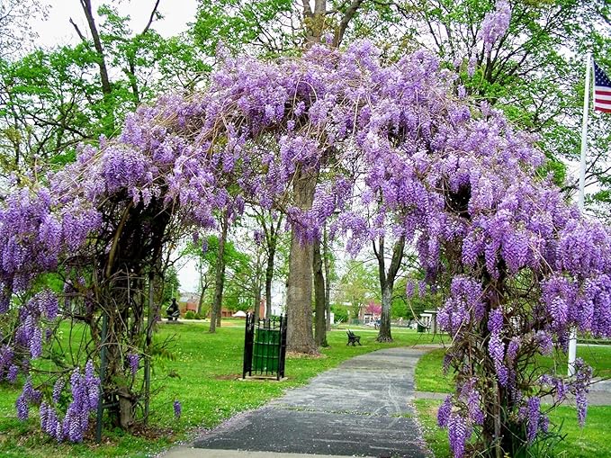 Amethyst Falls Wisteria Vine - Starter Plant (5L) (1 Live Plant)