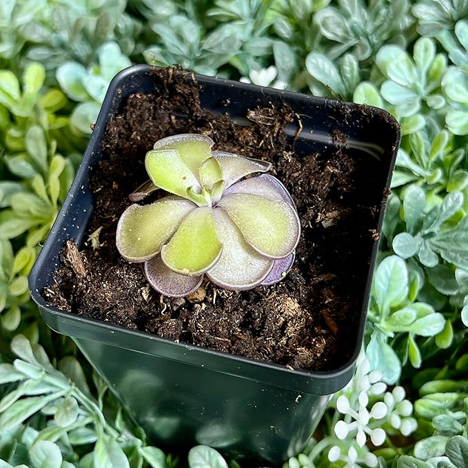 Live Pinguicula cyclosecta – Rare Violet-Toned Mexican Butterwort, Rosette-Forming Carnivorous Plant, Easy to Grow