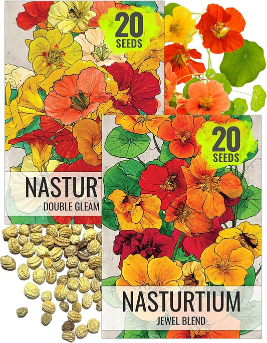 Seed Needs Nasturtium Seeds for Planting Edible Flowers - Collection Set of Jewel Blend & Double Gleam Nasturtiums to Attract Pollinators to a Butterfly Garden - Trailing and Bush Varieties (2 Packs)