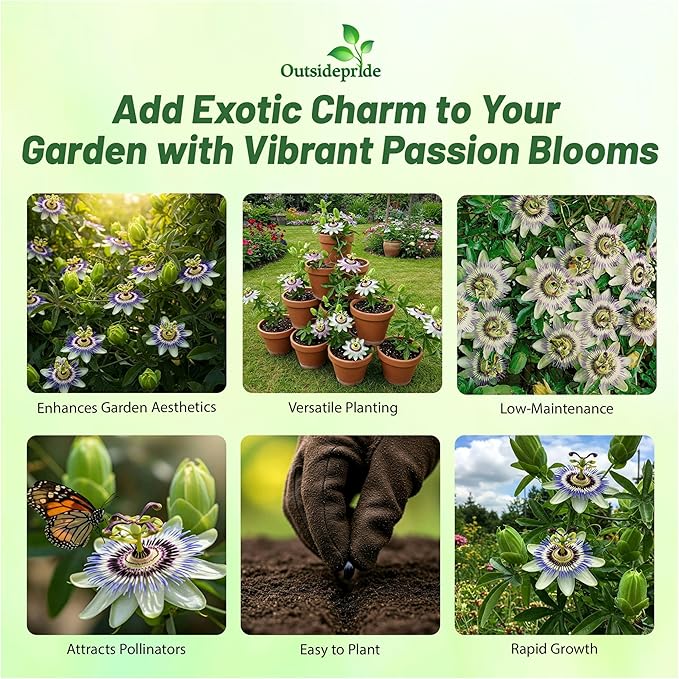 Outsidepride Passion Flower Seeds - 50 Pcs. Perennial, Fast-Growing & Pollinator Friendly, Flower Seeds for Planting Tall, Fragrant & Vibrant Star-Shaped Blooms for Trellises, Fences & Arbors