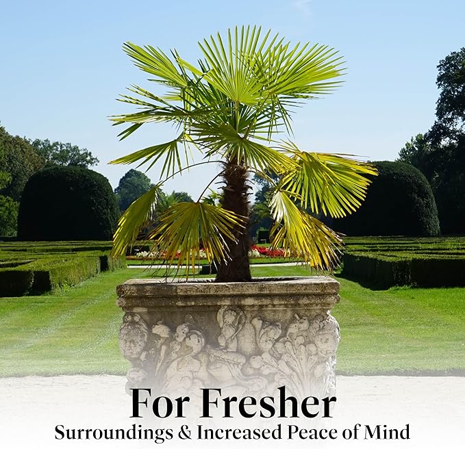American Plant Exchange Windmill Palm Tree – 10-Inch with Pot – Live Chusan Palm Plant, Cold Hardy Tropical Tree for Home, Patio, or Garden Landscape Decor