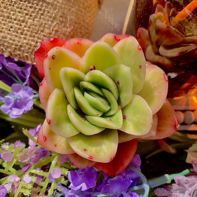 Echeveria Ice Rose Variegated Succulent Plants Live – Rare Colorful Succulent, Easy Care Bare Root Plant for Indoor Outdoor Planters