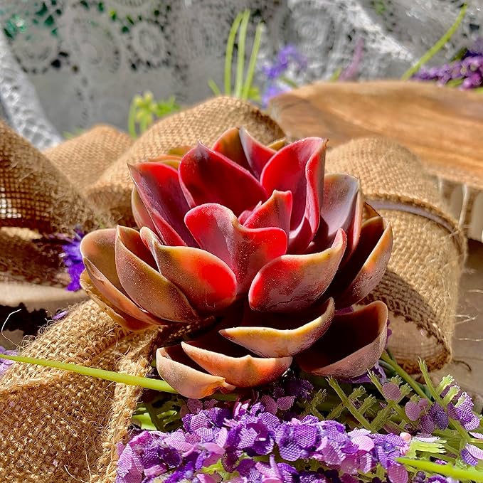 Echeveria Rainbow Succulent Live Plant – Rare Colorful Echeveria, Bare Root Succulent for Indoor/Outdoor Decor, Easy Care Houseplant for Home Garden & Gift