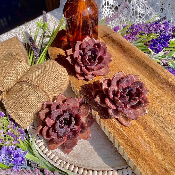 Echeveria Black Mamba Succulent Plants Live – Rare Dark Succulent, Easy Care Indoor Outdoor Plant for Home, Garden & Terrarium Decor