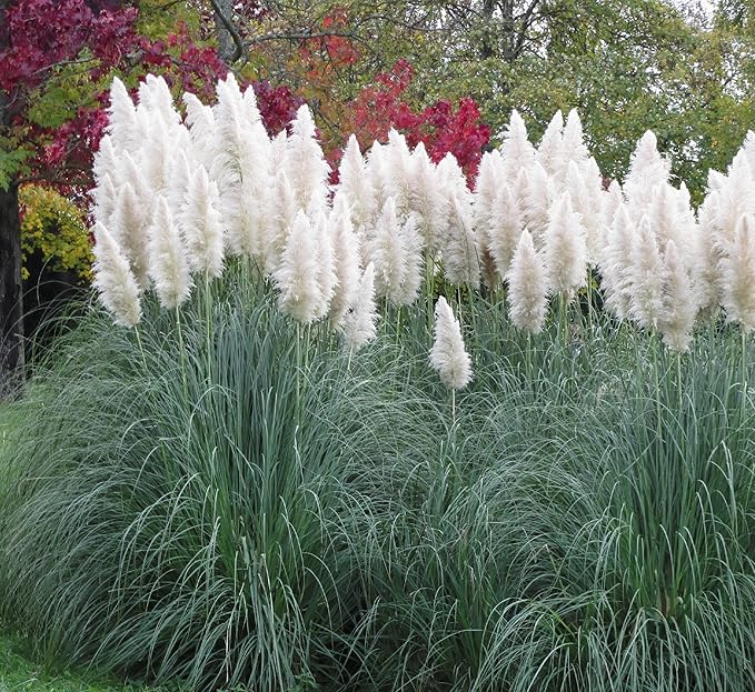 Outsidepride White Pampas Grass Seeds – 1,000 Pcs. Perennial, Drought-Tolerant Ornamental Grass for Large Garden Borders, Privacy Landscaping, Xeriscaping, and Low-Maintenance Outdoor Spaces