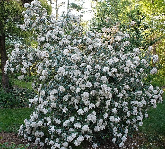 Four Pack of Pragense Viburnum - Evergreen Privacy Hedge - 4 Live Plants Shipped 2 to 3 Feet Tall by DAS Farms (No California)