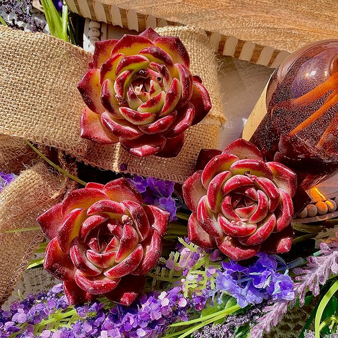 Succulent Plants Live Echeveria Lovebird – Colorful Succulent, Easy Care Bare Root Live Plant for Indoor Outdoor Home, Garden & Gifts