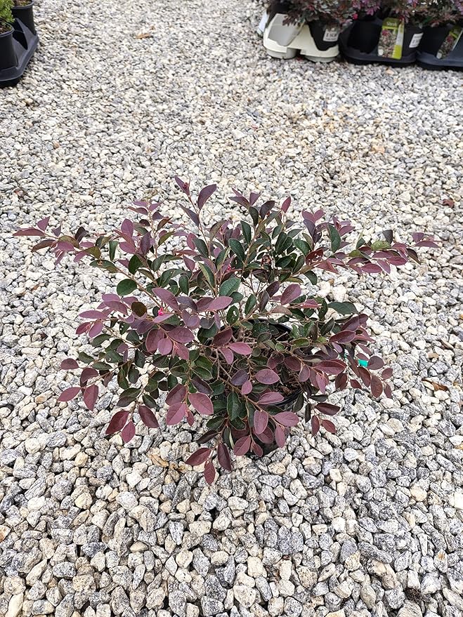 Plum Delight Loropetalum - Live Plant - (2.5 QT)