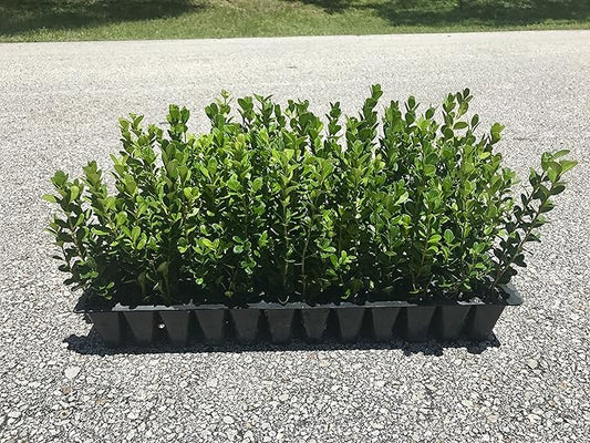 Winter Gem Boxwood - 15 Live Plants - Low Maintenance Formal Evergreen Hedge