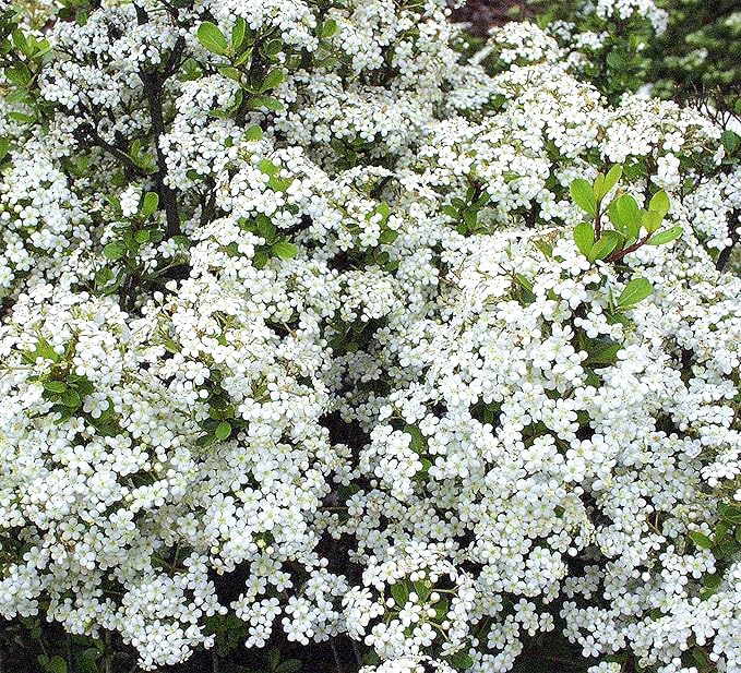 Viburnum Densa | 30 Live Plants | Viburnum Obovatum 'Densa' | Compact Evergreen Shrub | Low-Maintenance Privacy Plants for Landscaping