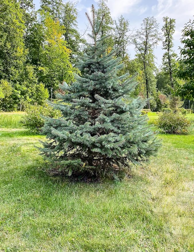 White Spruce Live Tree Seedling Plugs | 6"-12" | Arbor Day Foundation (3-Pack)