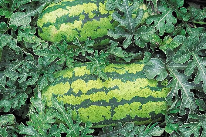 Burpee Georgia Rattlesnake Watermelon Seeds 100 seeds