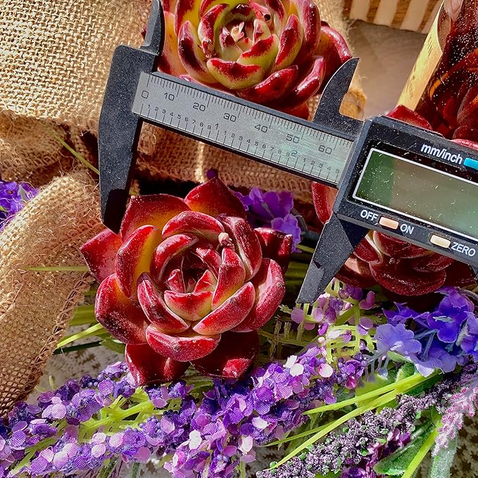 Succulent Plants Live Echeveria Lovebird – Colorful Succulent, Easy Care Bare Root Live Plant for Indoor Outdoor Home, Garden & Gifts