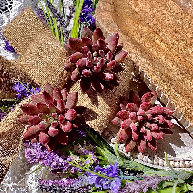 Live Echeveria ‘Cherry’ Succulent – Rare Bare Root Succulent Plant, Easy to Grow Indoor Houseplant, Home Décor & Gift Idea