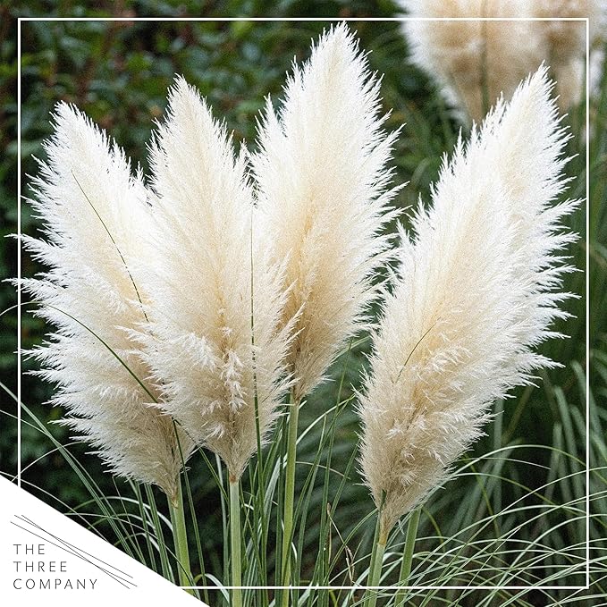 Ornamental Assorted Pink and White Grass (2 Plants Per Pack) - Live Decorative Plant - 12" Tall by 6" Wide in 1.5 Qt Pot