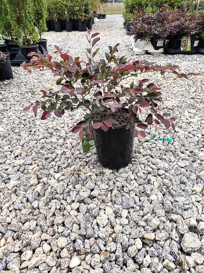 Plum Delight Loropetalum - Live Plant - (2.5 QT)