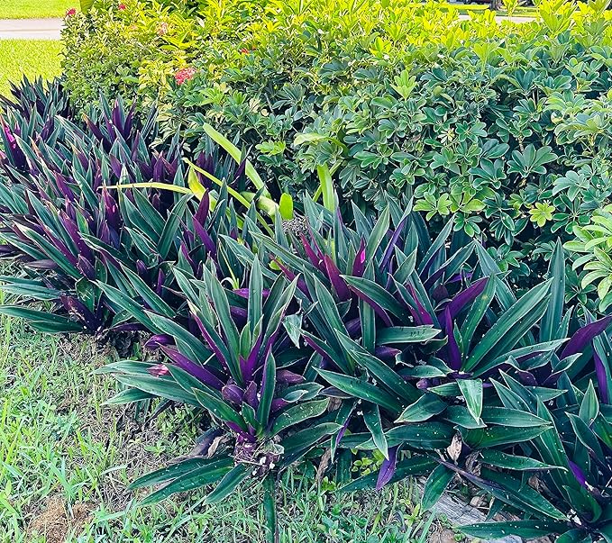 SIX Outdoor Live Plants- Oyster Plant Purple & Green - Grows to Medium Height Outdoor Plant- Young Small Plant