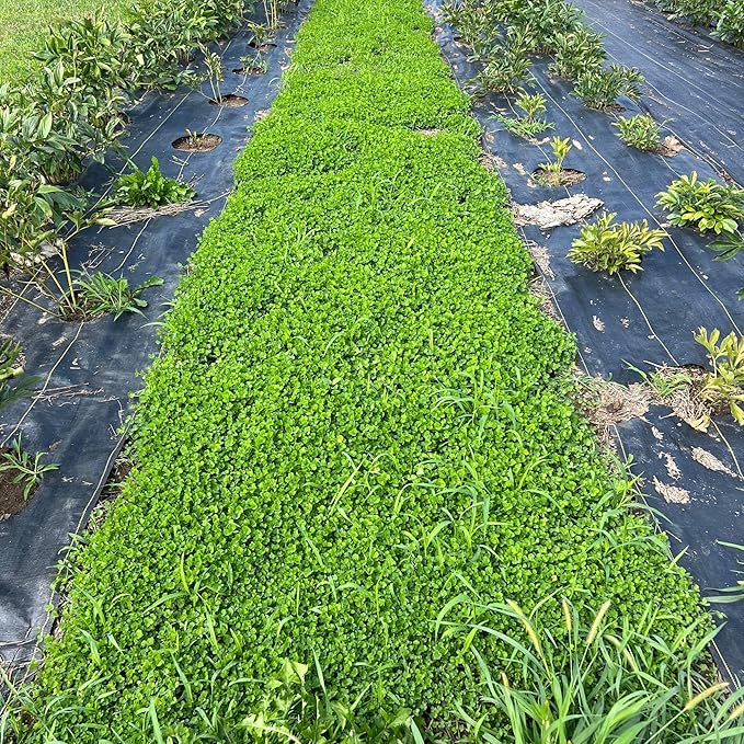 Micro Clover Seed for Lawn - 5 Lb Bulk - ~2 Million Microclover Seeds for Planting - Drought-Tolerant Mini Grass Alternative by Mountain Valley Seed Company