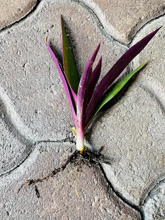 SIX Outdoor Live Plants- Oyster Plant Purple & Green - Grows to Medium Height Outdoor Plant- Young Small Plant
