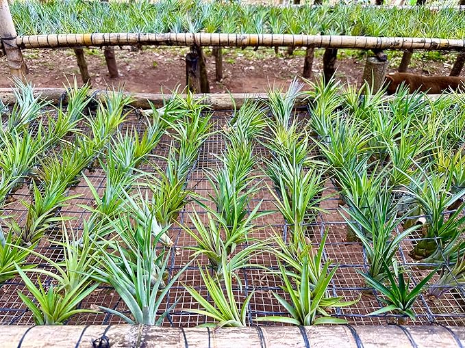 ragnaroc Air Plants - Tillandsia Fasciculata Tricolor, Large 4-6" - 1ct - Live Arrival Guaranteed - House Plants for Home Decor & Gift