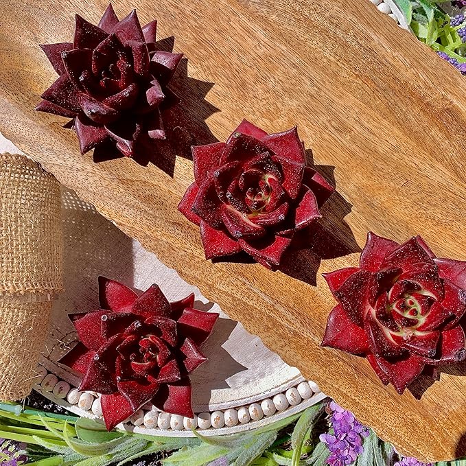 Succulent Plants Live Echeveria Agavoides v. Romeo Rubin – Easy Care Bare Root Succulents for Indoor Outdoor Decor, Mini Live Plants for Home, Garden, Office, & Gift Ideas