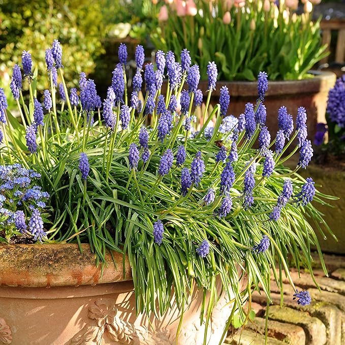 Easy to Grow Grape Hyacinth Muscari Armeniacum 30 Plant Bulbs - Blue Flowers in Spring, Sun Outdoor Zones 4-8
