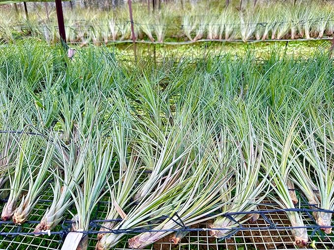 ragnaroc Air Plants - Tillandsia Juncea, Jumbo 8-12" - 5ct - Live Arrival Guaranteed - House Plants for Home Decor & Gift