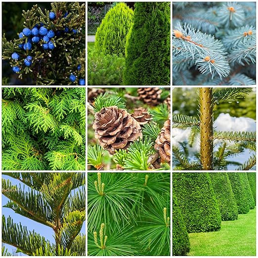 Fertilizer Spikes for Evergreen Trees & Shrubs (12 Spikes - 3.0 Lbs)