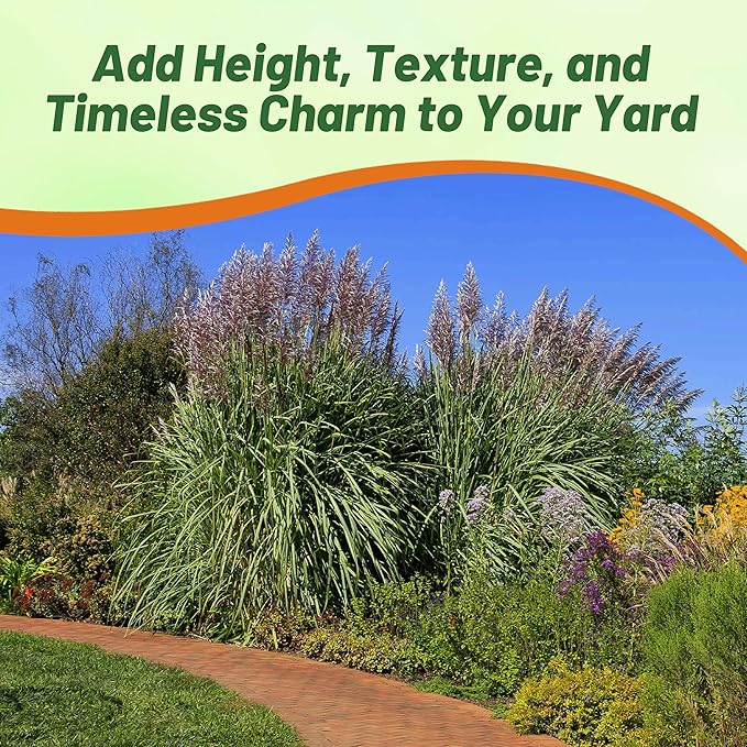 Outsidepride Erianthus Ravennae Plume Grass Seed - 500 Pcs Perennnial Hardy, Giant Ornamental Grass Seeds with Arching Gray-Green Leaves & Cream Plumes for Pampas Substitute