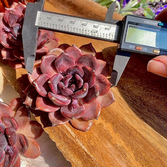 Echeveria Black Mamba Succulent Plants Live – Rare Dark Succulent, Easy Care Indoor Outdoor Plant for Home, Garden & Terrarium Decor