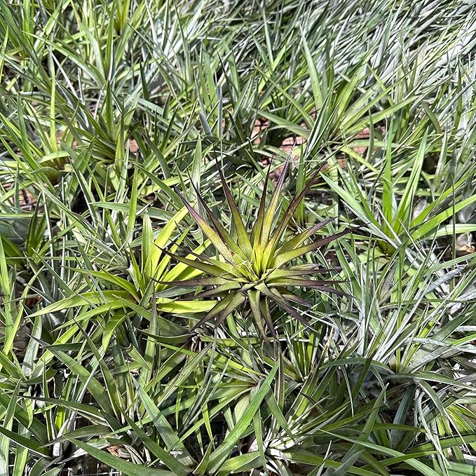 ragnaroc Air Plants - Tillandsia Fasciculata Tricolor, Large 4-6" - 1ct - Live Arrival Guaranteed - House Plants for Home Decor & Gift